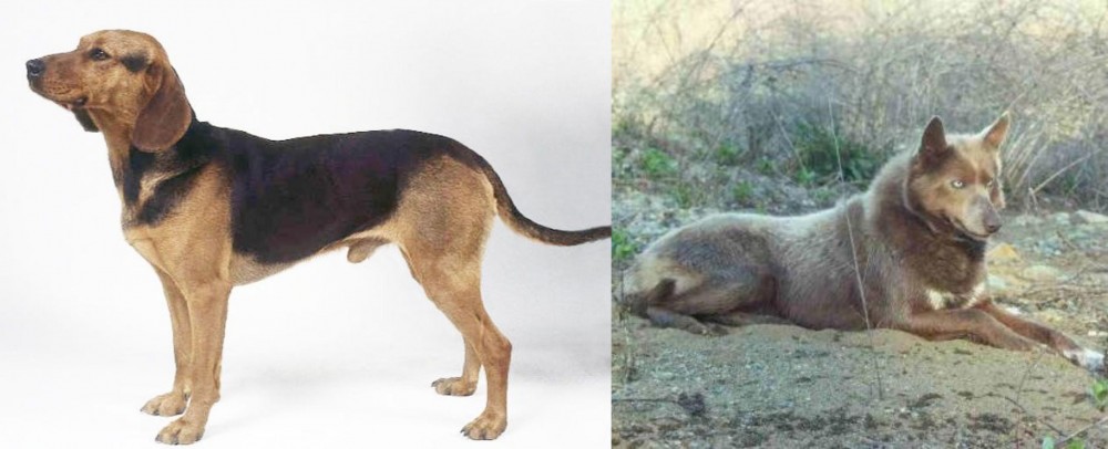 Tahltan Bear Dog vs Serbian Hound - Breed Comparison