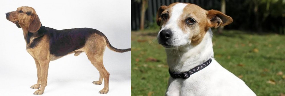 Tenterfield Terrier vs Serbian Hound - Breed Comparison