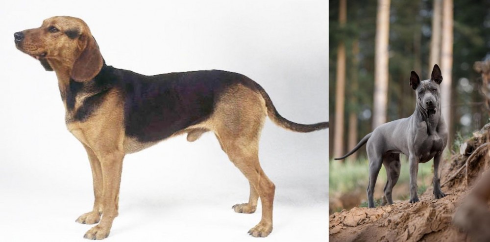 Thai Ridgeback vs Serbian Hound - Breed Comparison
