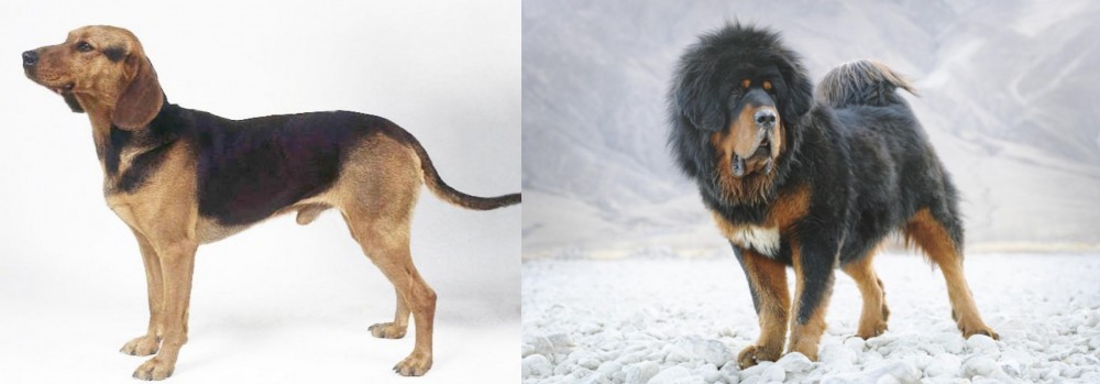 Tibetan Mastiff vs Serbian Hound - Breed Comparison