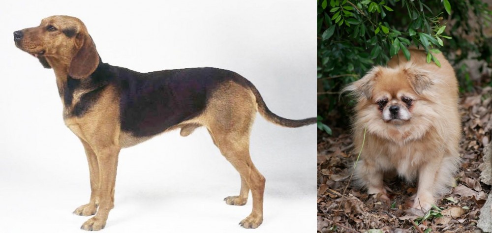 Tibetan Spaniel vs Serbian Hound - Breed Comparison