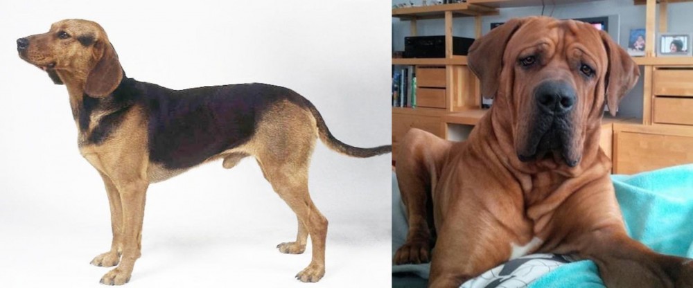 Tosa vs Serbian Hound - Breed Comparison