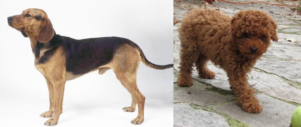 Toy Poodle vs Serbian Hound - Breed Comparison