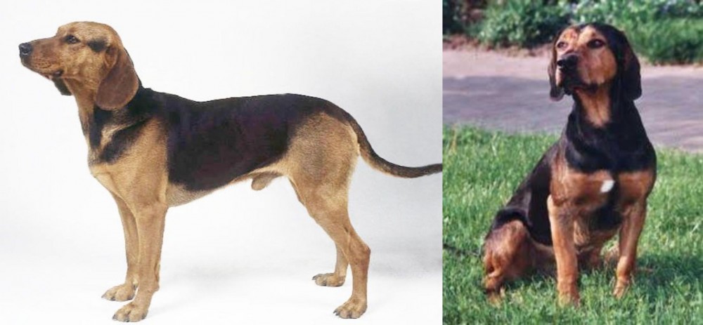Tyrolean Hound vs Serbian Hound - Breed Comparison