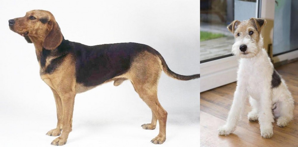 Wire Fox Terrier vs Serbian Hound - Breed Comparison