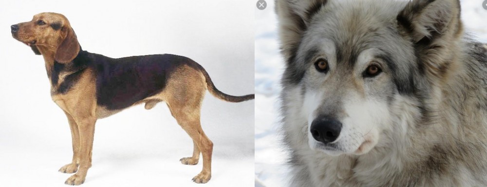 Wolfdog vs Serbian Hound - Breed Comparison