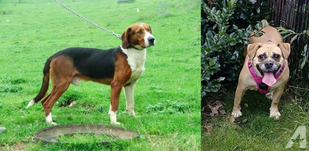 Beabull vs Serbian Tricolour Hound - Breed Comparison