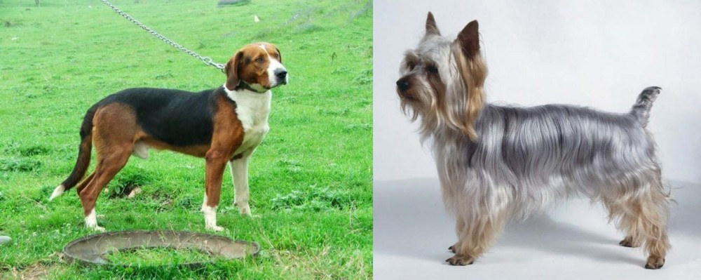 Silky Terrier vs Serbian Tricolour Hound - Breed Comparison
