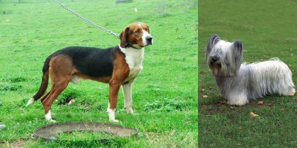 Skye Terrier vs Serbian Tricolour Hound - Breed Comparison