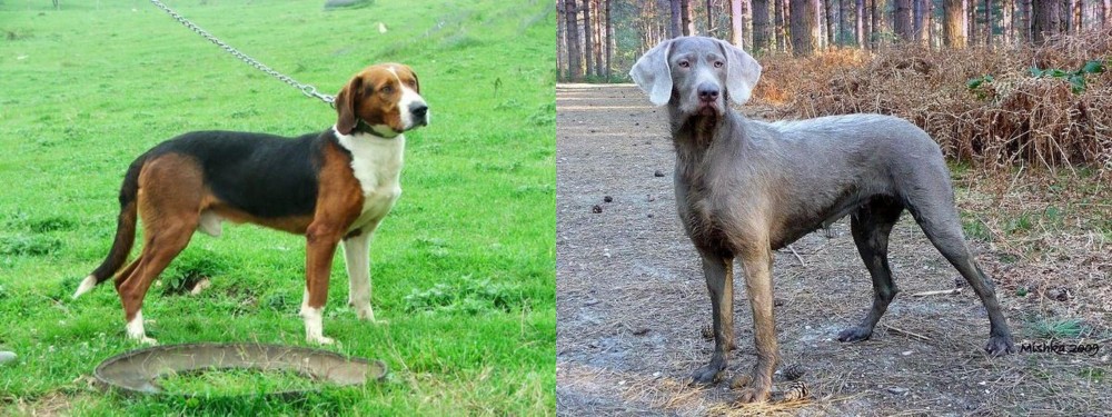 Slovensky Hrubosrsty Stavac vs Serbian Tricolour Hound - Breed Comparison