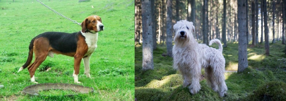 Soft-Coated Wheaten Terrier vs Serbian Tricolour Hound - Breed Comparison