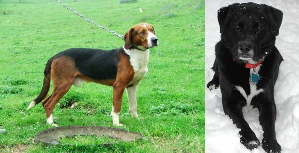St. John's Water Dog vs Serbian Tricolour Hound - Breed Comparison