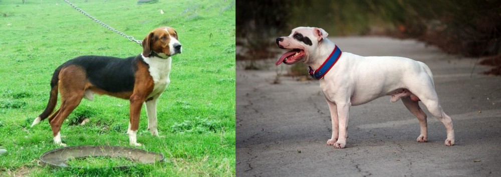 Staffordshire Bull Terrier vs Serbian Tricolour Hound - Breed Comparison