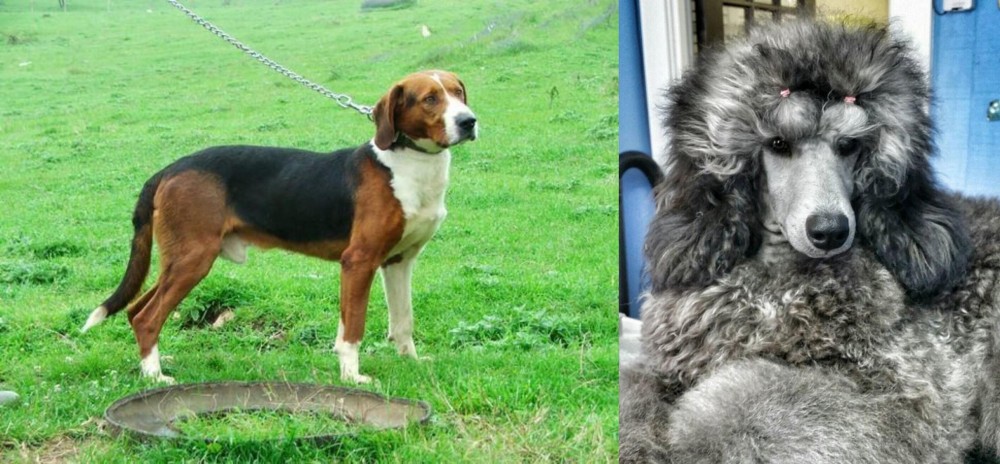 Standard Poodle vs Serbian Tricolour Hound - Breed Comparison