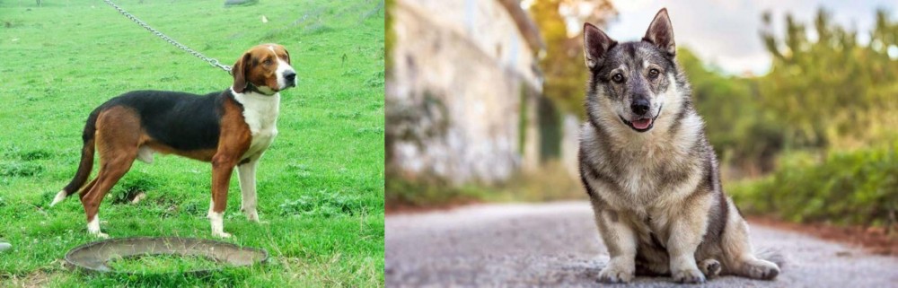 Swedish Vallhund vs Serbian Tricolour Hound - Breed Comparison