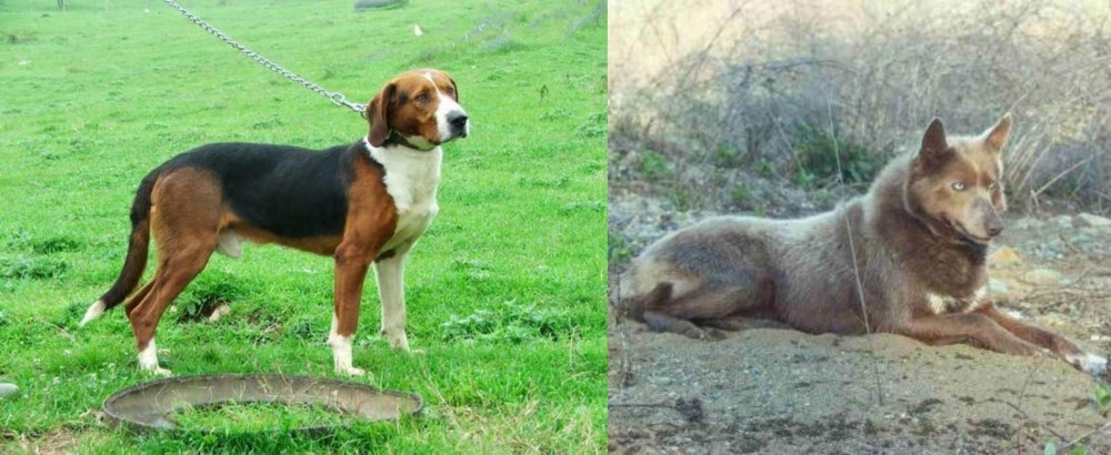 Tahltan Bear Dog vs Serbian Tricolour Hound - Breed Comparison