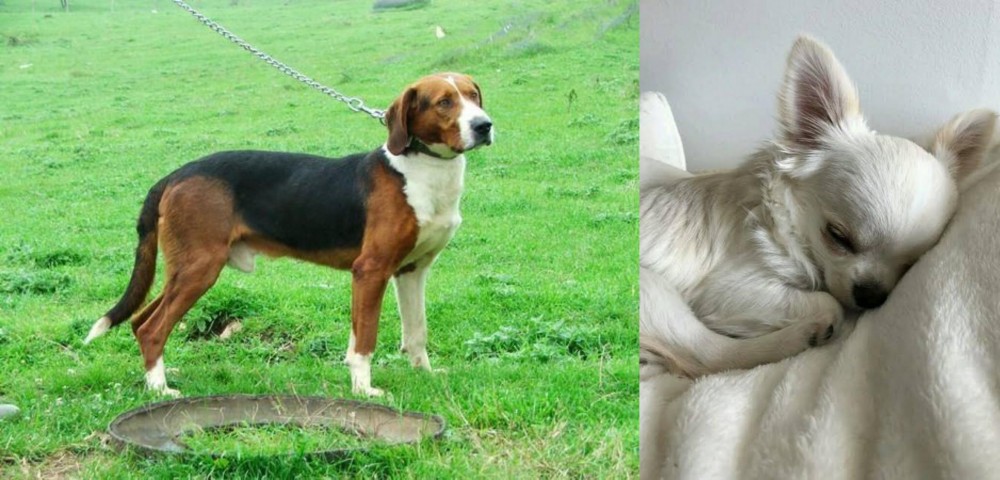 Tea Cup Chihuahua vs Serbian Tricolour Hound - Breed Comparison
