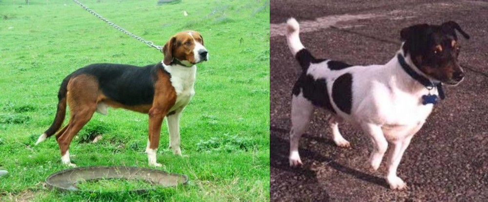 Teddy Roosevelt Terrier vs Serbian Tricolour Hound - Breed Comparison
