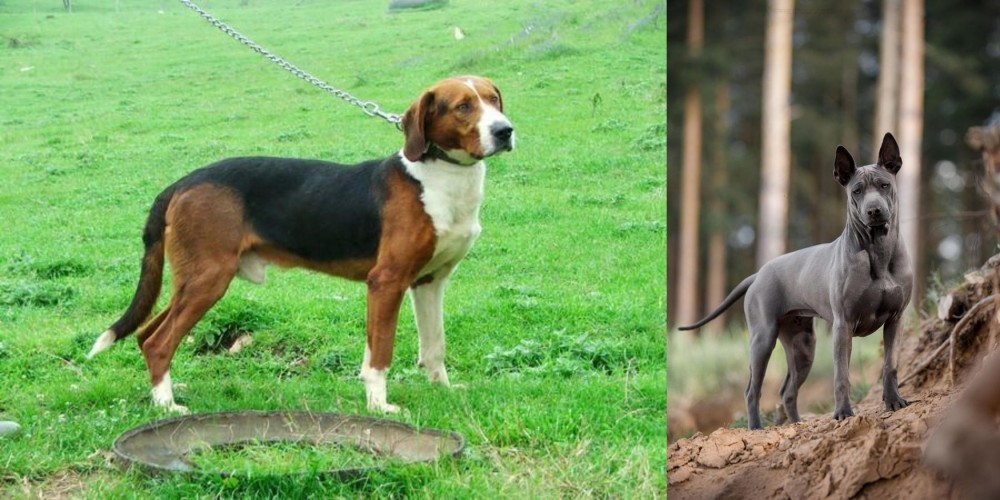 Thai Ridgeback vs Serbian Tricolour Hound - Breed Comparison
