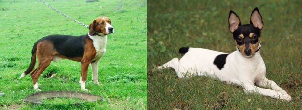 Toy Fox Terrier vs Serbian Tricolour Hound - Breed Comparison