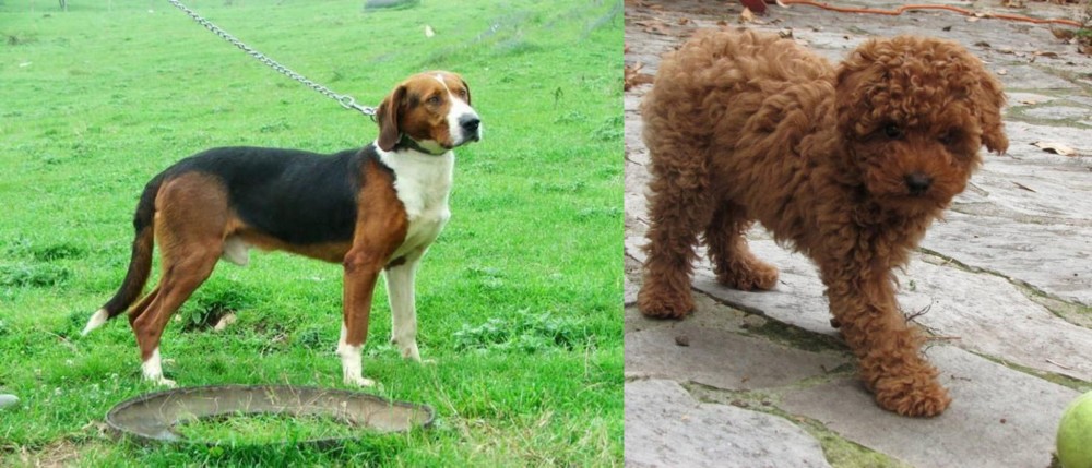 Toy Poodle vs Serbian Tricolour Hound - Breed Comparison