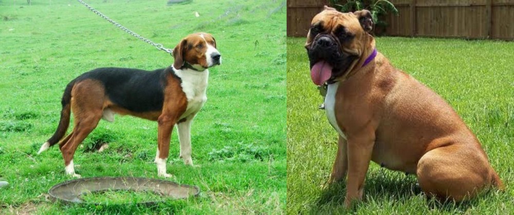 Valley Bulldog vs Serbian Tricolour Hound - Breed Comparison
