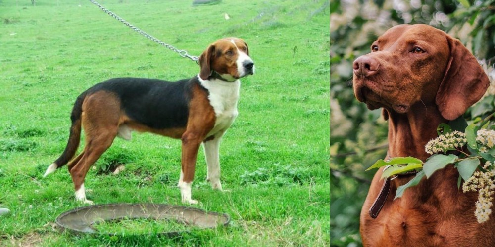 Vizsla vs Serbian Tricolour Hound - Breed Comparison
