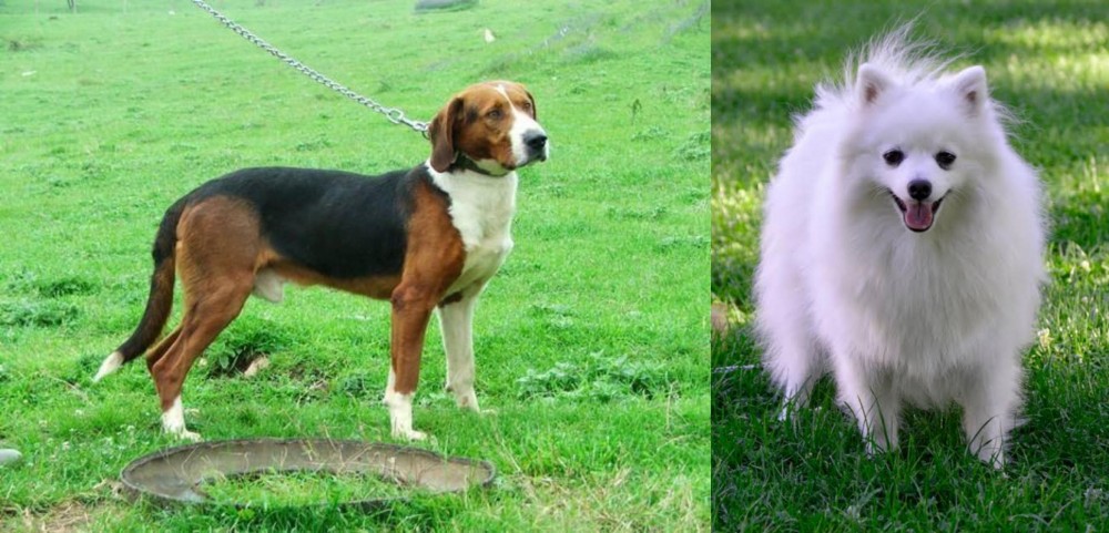 Volpino Italiano vs Serbian Tricolour Hound - Breed Comparison