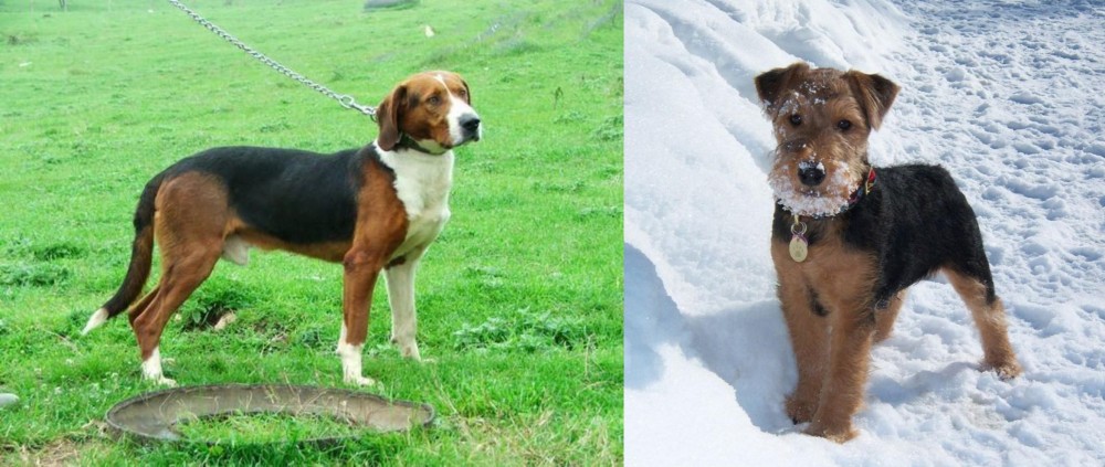 Welsh Terrier vs Serbian Tricolour Hound - Breed Comparison