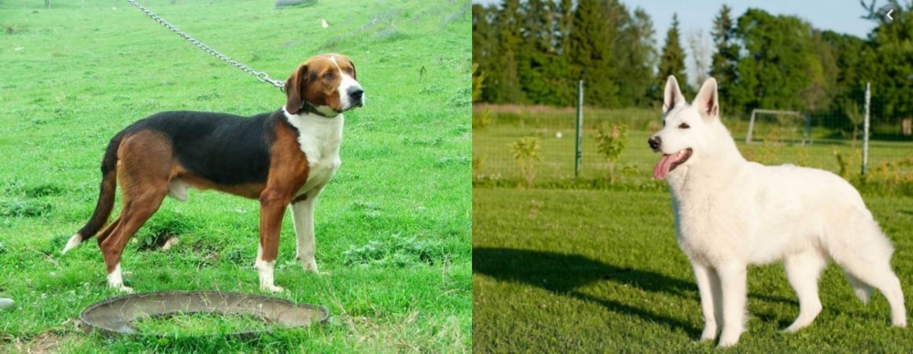 White Shepherd vs Serbian Tricolour Hound - Breed Comparison