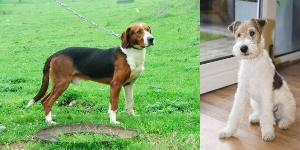 Wire Fox Terrier vs Serbian Tricolour Hound - Breed Comparison