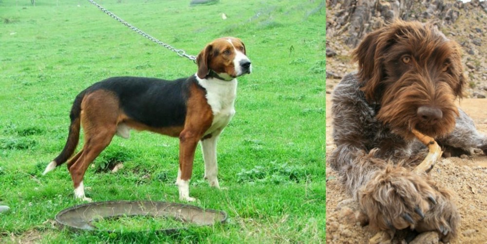 Wirehaired Pointing Griffon vs Serbian Tricolour Hound - Breed Comparison