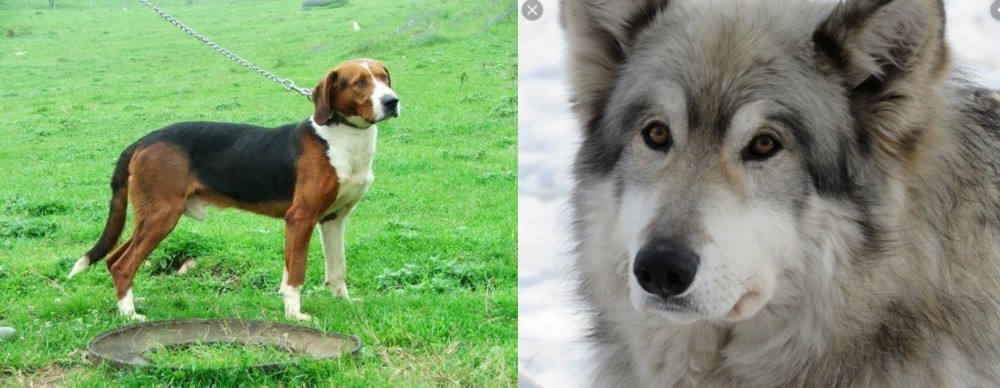 Wolfdog vs Serbian Tricolour Hound - Breed Comparison