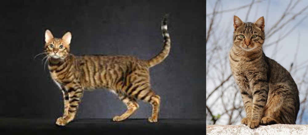 Tabby vs Serengeti - Breed Comparison
