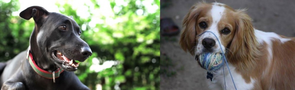 Cockalier vs Shepard Labrador - Breed Comparison