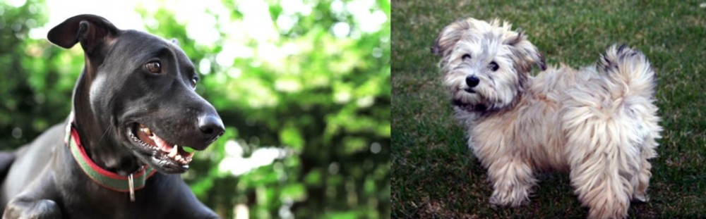 Havapoo vs Shepard Labrador - Breed Comparison