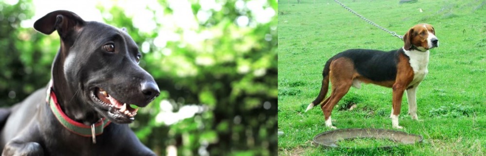 Serbian Tricolour Hound vs Shepard Labrador - Breed Comparison