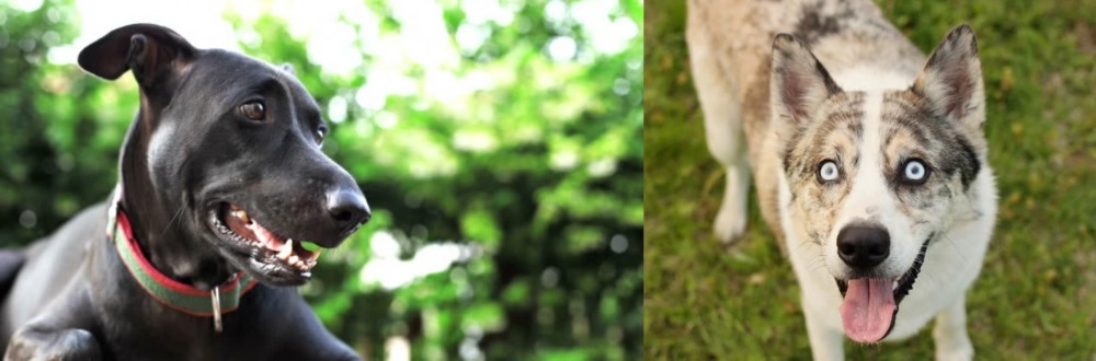Shepherd Husky vs Shepard Labrador - Breed Comparison