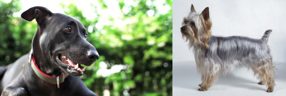 Silky Terrier vs Shepard Labrador - Breed Comparison