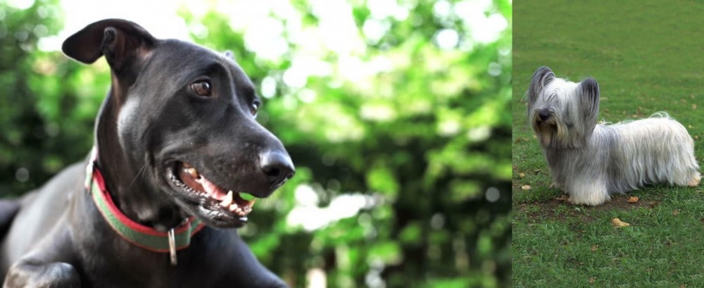 Skye Terrier vs Shepard Labrador - Breed Comparison