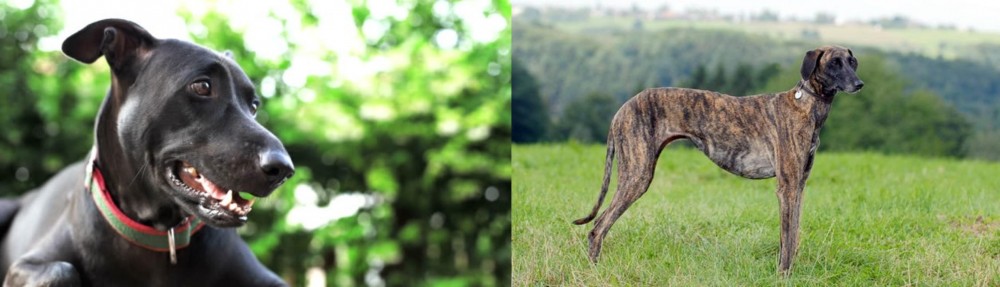 Sloughi vs Shepard Labrador - Breed Comparison