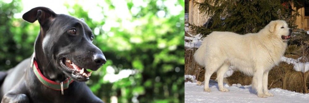 Slovak Cuvac vs Shepard Labrador - Breed Comparison