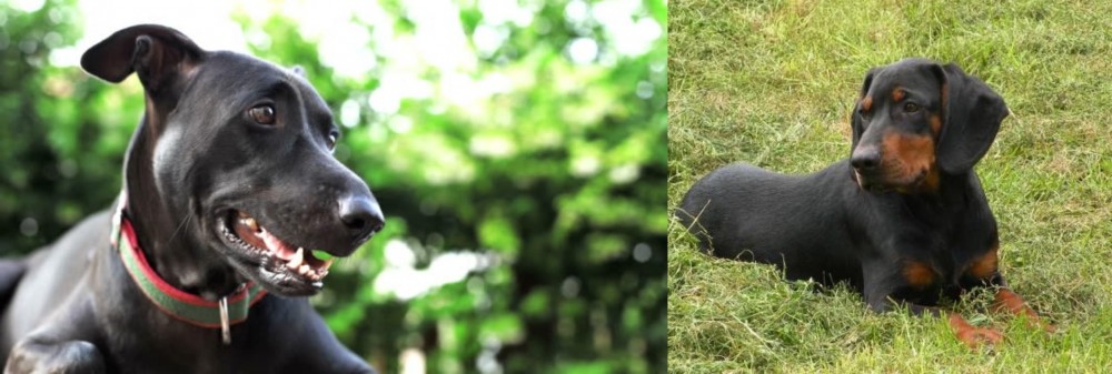 Slovakian Hound vs Shepard Labrador - Breed Comparison