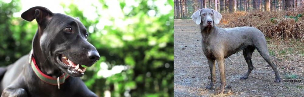 Slovensky Hrubosrsty Stavac vs Shepard Labrador - Breed Comparison
