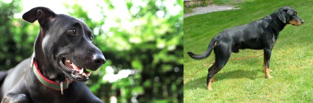 Smalandsstovare vs Shepard Labrador - Breed Comparison