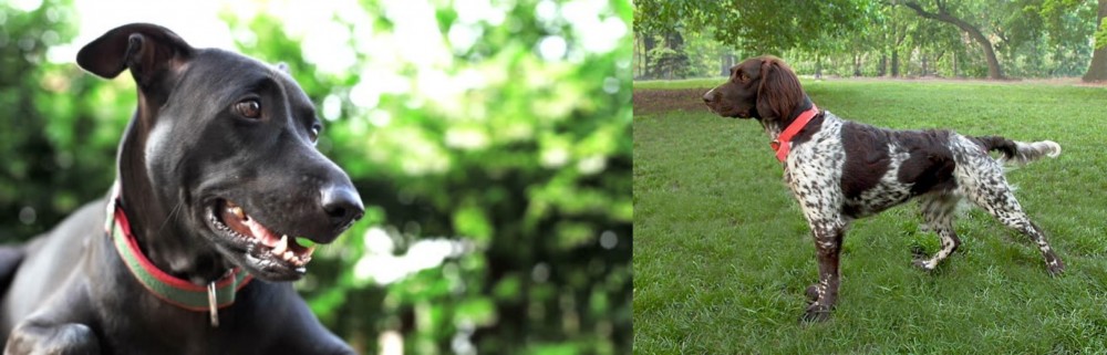 Small Munsterlander vs Shepard Labrador - Breed Comparison