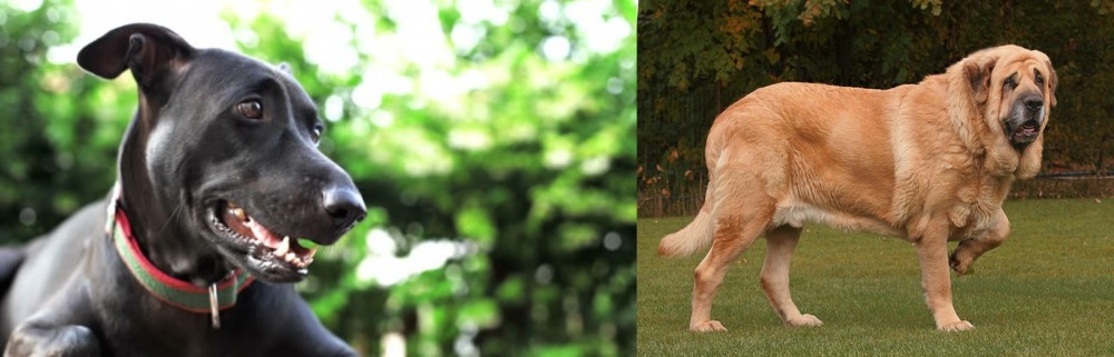 Spanish Mastiff vs Shepard Labrador - Breed Comparison