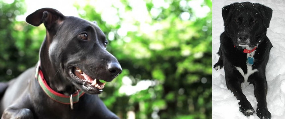 St. John's Water Dog vs Shepard Labrador - Breed Comparison