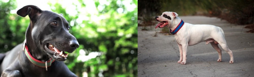 Staffordshire Bull Terrier vs Shepard Labrador - Breed Comparison