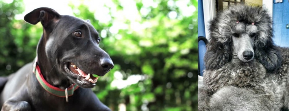 Standard Poodle vs Shepard Labrador - Breed Comparison